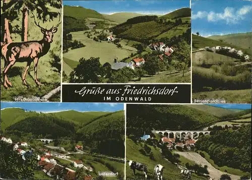 Friedrichsdorf Eberbach Kuehe Hirsch Unterdorf Pension Loewen- Post / Eberbach /Heidelberg Stadtkreis