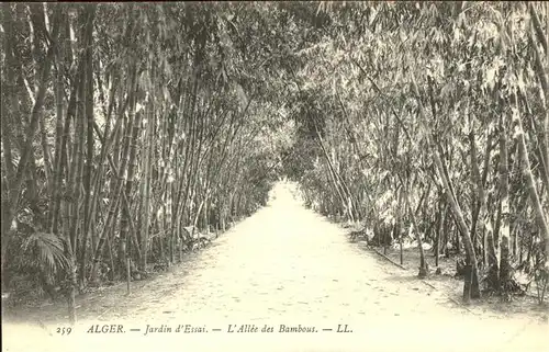 Alger Algerien Jardin Essai Allee des Bambous / Algier Algerien /