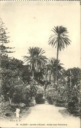 Alger Algerien Jardin d Essai Allee des Palmiers / Algier Algerien /