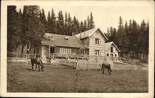 Unterberg Niederoesterreich Schutzhaus Pferde