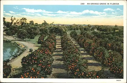 Orange Groves 
