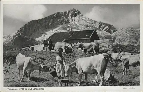 Grainau Hochalm Alpspitze Kuehe / Grainau /Garmisch-Partenkirchen LKR