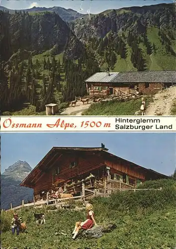 Hinterglemm Saalbach Ossmann Alpe mit Hochtorsattel Saalwaende Tristkogel Ziege Kuh Kinder / Oesterreich /