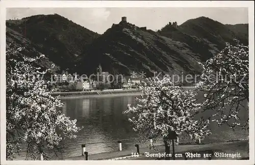 Kamp-Bornhofen Bluetenzeit  / Kamp-Bornhofen /Rhein-Lahn-Kreis LKR