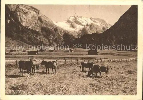 Toggenburg Obertoggenburg Unterwasser Kuehe Kat. St Gallen