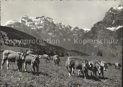 Mullern Almwiese Kuehe Blick gegen Glaernisch und Wiggis Glarner Alpen