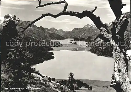 Sils Engadin Graubuenden Silvaplanersee Silsersee Alpenpanorama Kat. 