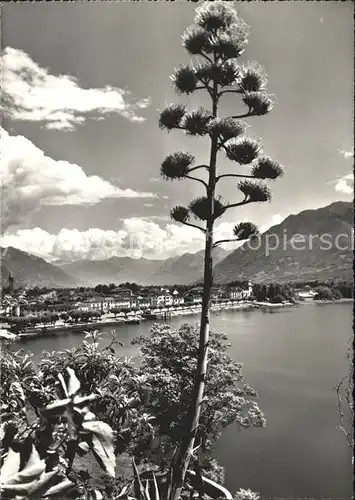 Ascona TI Panorama Lago Maggiore / Ascona /Bz. Locarno