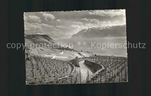 Lavaux VD Vignoble de Lavaux Lac Leman et les Alpes Kat. 