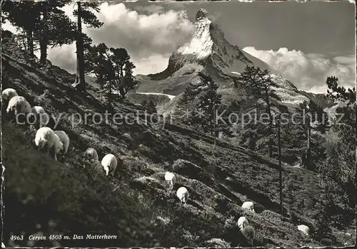 Zermatt VS mit Matterhorn Schafe Kat. Zermatt