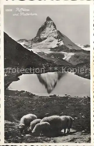 Zermatt VS Riffelsee Schafe Matterhorn Bergsee Walliser Alpen Kat. Zermatt