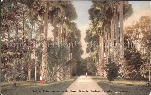 Peradeniya Talipot Palm Avenue Royal Botanic Gardens