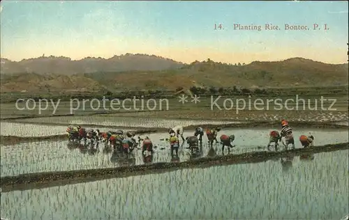 Bontoc Planting Rice