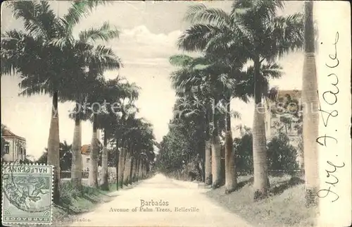 Belleville Bridgetown Avenue of Palm Trees