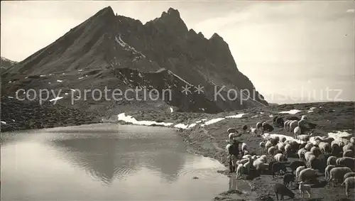 Klosters GR Gotschna und Casanna Schafherde Kat. Klosters