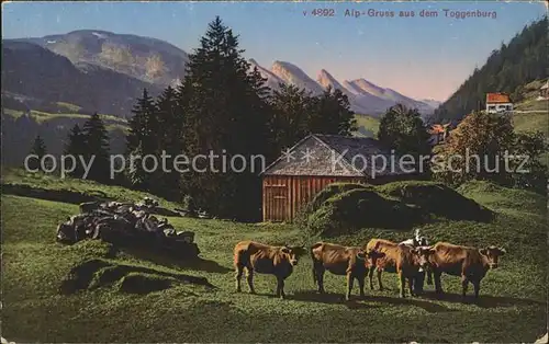 Toggenburg Alp Panorama Rinder Kat. Wildhaus