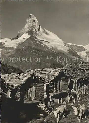 Zermatt VS Eggenalp ob Findelen mit Matterhorn Kuehe Kat. Zermatt