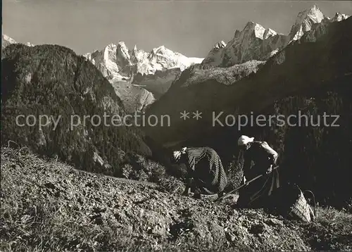 Foto Steiner St Moritz Soglio Landwirtschaft Kat. Fotografie