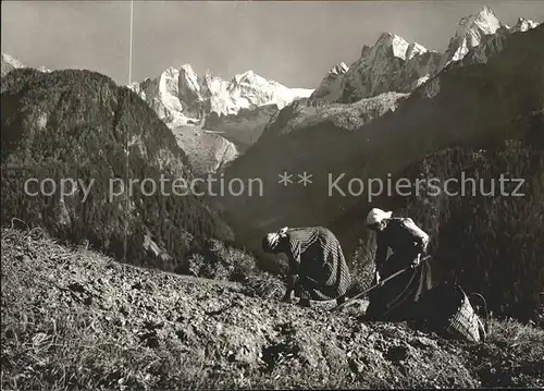 Foto Steiner St Moritz Landwirtschaft Kartoffelernte Soglio  Kat. Fotografie