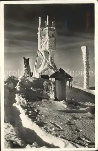 Saentis AR Gipfel Windmesser mit Rauhreif und Hund Kat. Saentis