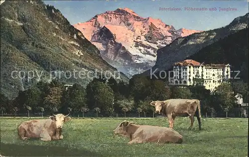 Interlaken BE Hoehematte und Jungfrau Rinderherde Kat. Interlaken