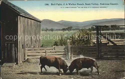 Scott Valley California Bull Fight J A Walker Ranch