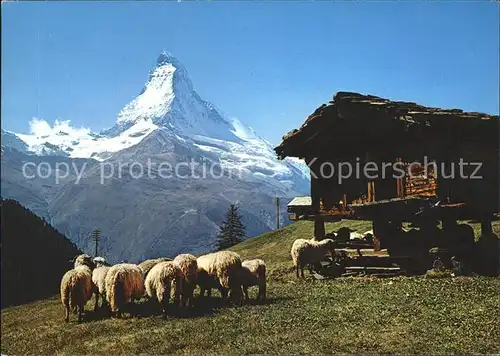 Zermatt VS Schafe und Spyher auf Findelen mit Matterhorn Kat. Zermatt