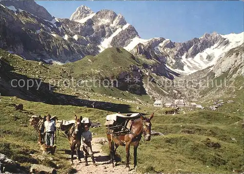 Meglisalp Altmann Saentis Saumtiere am Rotsteinpass mit Lisengrat Kat. Altmann