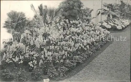 Gand Belgien Exposition de 1913 Floralies Gantoises Fleurs Kat. Gent Flandern