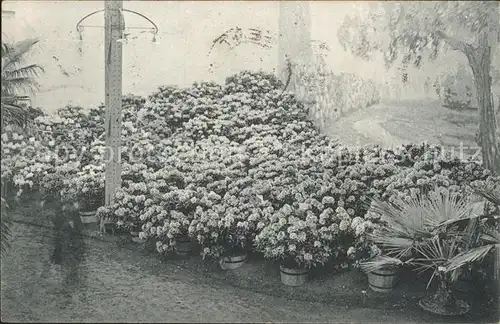 Gand Belgien Exposition de 1913 Floralies Gantoises Fleurs Kat. Gent Flandern
