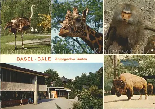 Basel BS Zoologischer Garten Strauss Giraffe Pavian B?ffel Kat. Basel