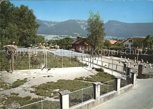Altreu Selzach Schweizer Vogelwarte Sempach Versuchsgehege Stoerche Kat. Selzach