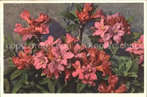 Blumen Rostblaettrige Alpenrose / Pflanzen /