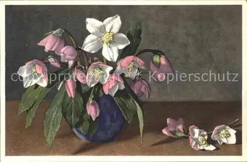 Blumen Christrose Schneerose / Pflanzen /