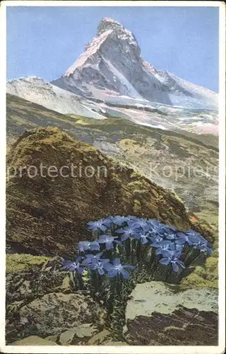 Zermatt VS Gentiana bavarica   bayrischer Enzian   am Matterhorn Kat. Zermatt