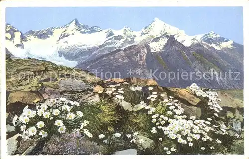 Zermatt VS Chrysanthenum alpinum Alpen Wucherblume am Riffelberg Kat. Zermatt