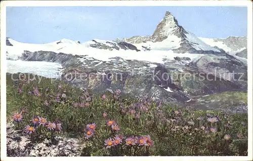 Zermatt VS Aster alpinus Alpenaster am Matterhorn Kat. Zermatt