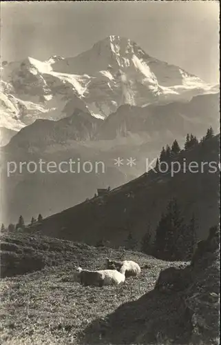 Muerren BE im Blumental Kat. Muerren