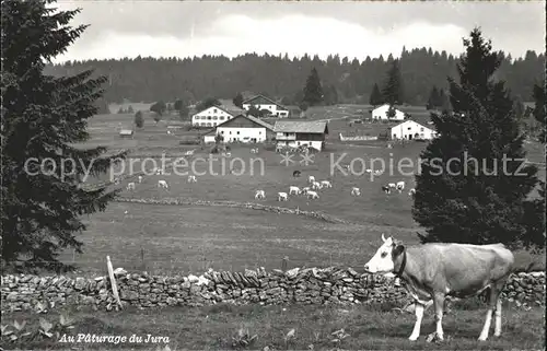 Jura Au Paturage du Jura Kat. Bern