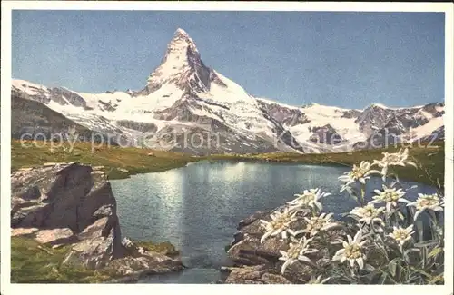 Zermatt VS Matterhorn Leontopodium alpinum Edelweiss Kat. Zermatt