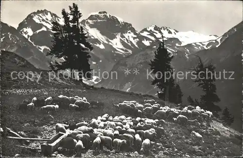 Montana Vermala Sur l Alpe Schaf Kat. Randogne