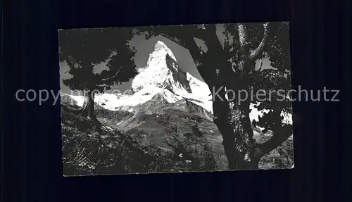 Zermatt VS Blick Arvenwald Riffelalp Matterhorn Kat. Zermatt