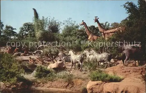 Disneyland California African Veldt Gazelles gnus zebra lions giraffes  Kat. Anaheim