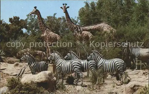 Disneyland California African Veldt Zebras Giraffen  Kat. Anaheim