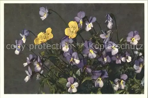 Blumen Stiefmuetterchen Viola tricolor / Pflanzen /