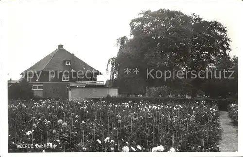 Heerde Gelderland Dahlia tuin Kat. 