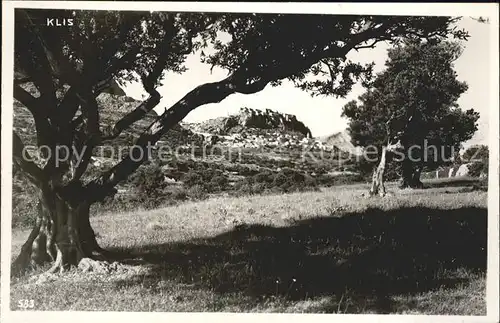 Klis Landschaft Alter Baum Kat. 