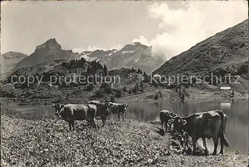 Engelberg OW Auf Truebsee Viehweide Kat. Engelberg