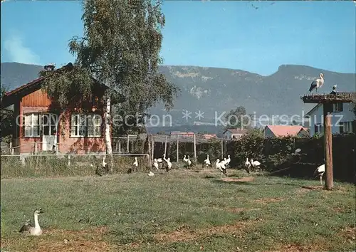 Altreu Selzach Vogelwarte Sempach Storchen Kat. Selzach