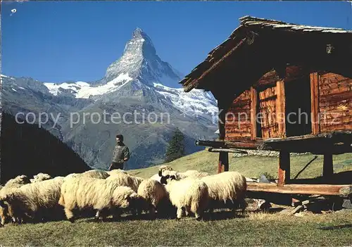 Zermatt VS Findeln Schafe Holzhuette Matterhorn Kat. Zermatt